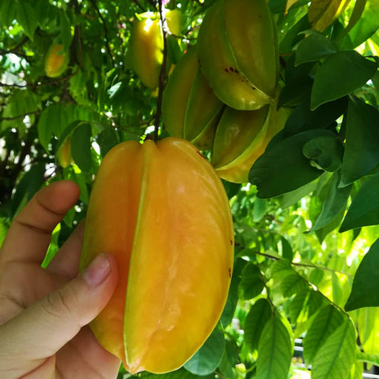 Mermelada Orgánica de Carambola